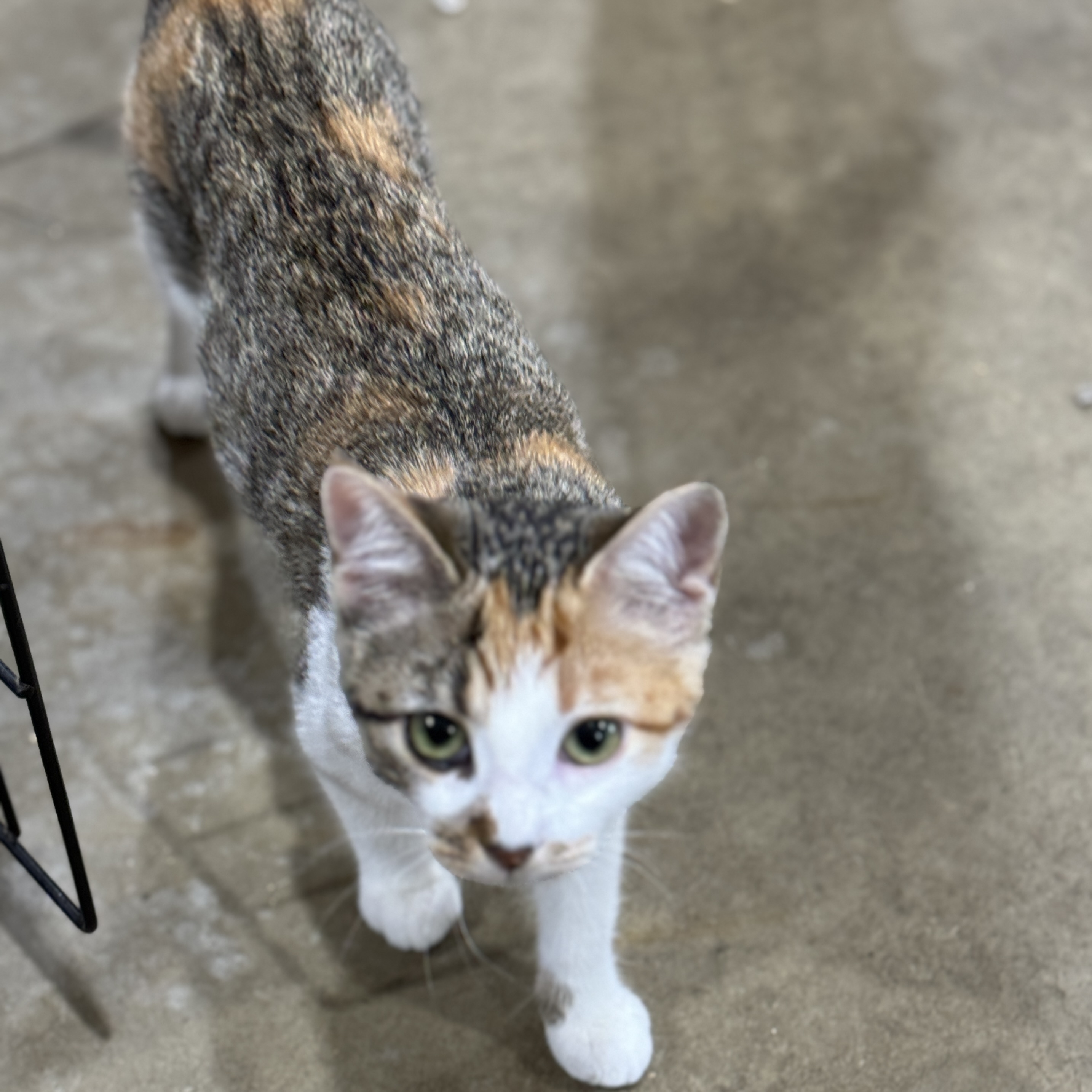Timber and Boo, a Adopted American Shorthair in Harrisville, UT image 4/6