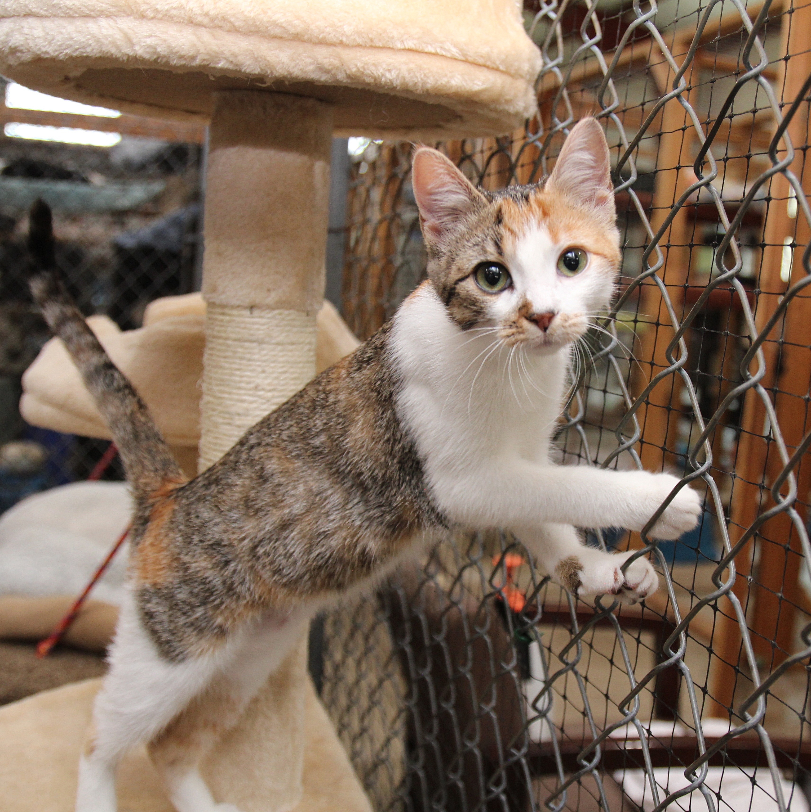 Timber and Boo, a Adopted American Shorthair in Harrisville, UT image 5/6