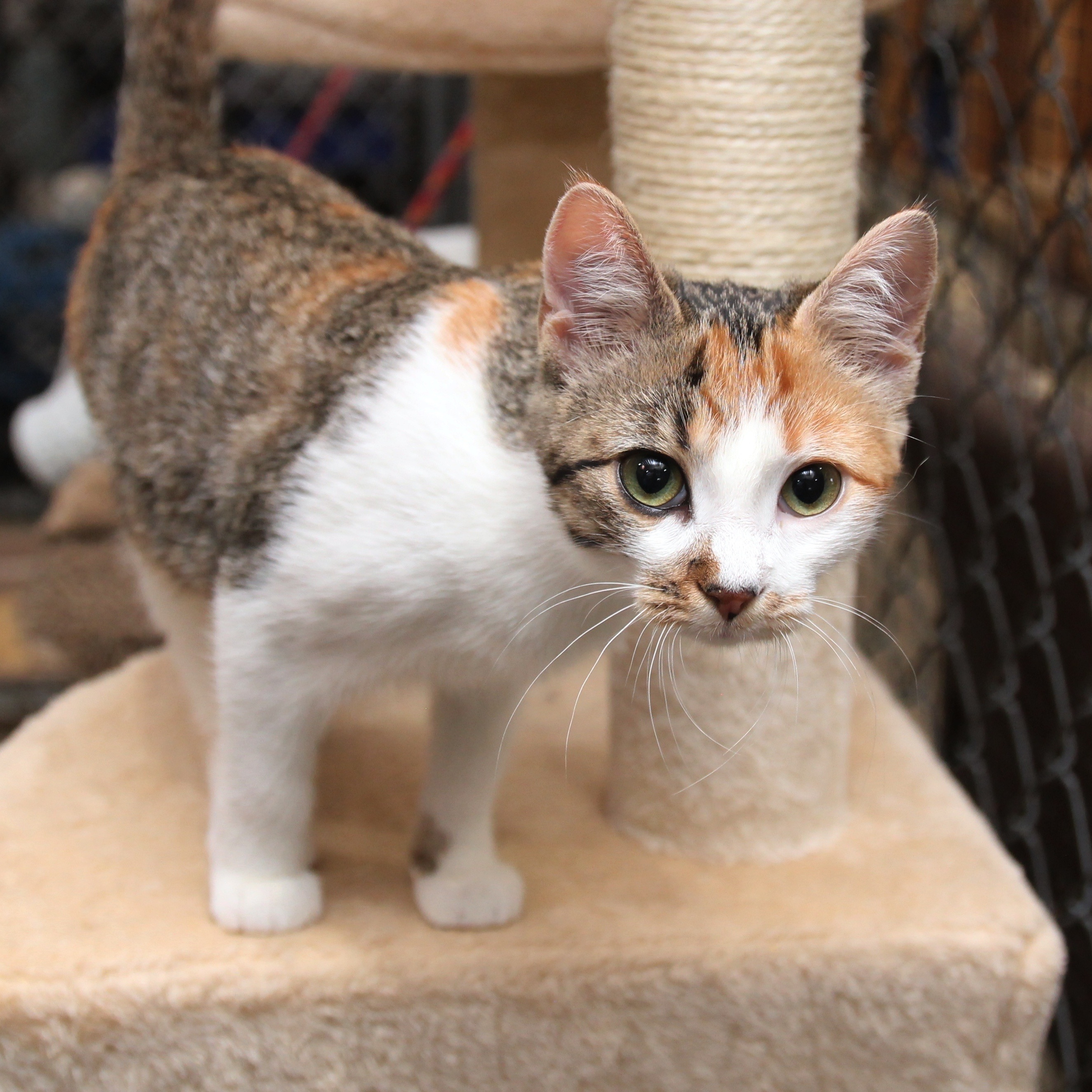 Timber and Boo, a Adopted American Shorthair in Harrisville, UT image 6/6