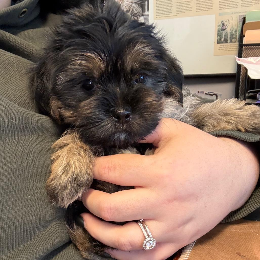 Salsa, Adoptable, Puppy Male Mixed Breed.