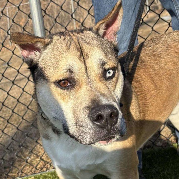 Ace *Sponsored Adoption Fee*, Adoptable, Young Male Mixed Breed.