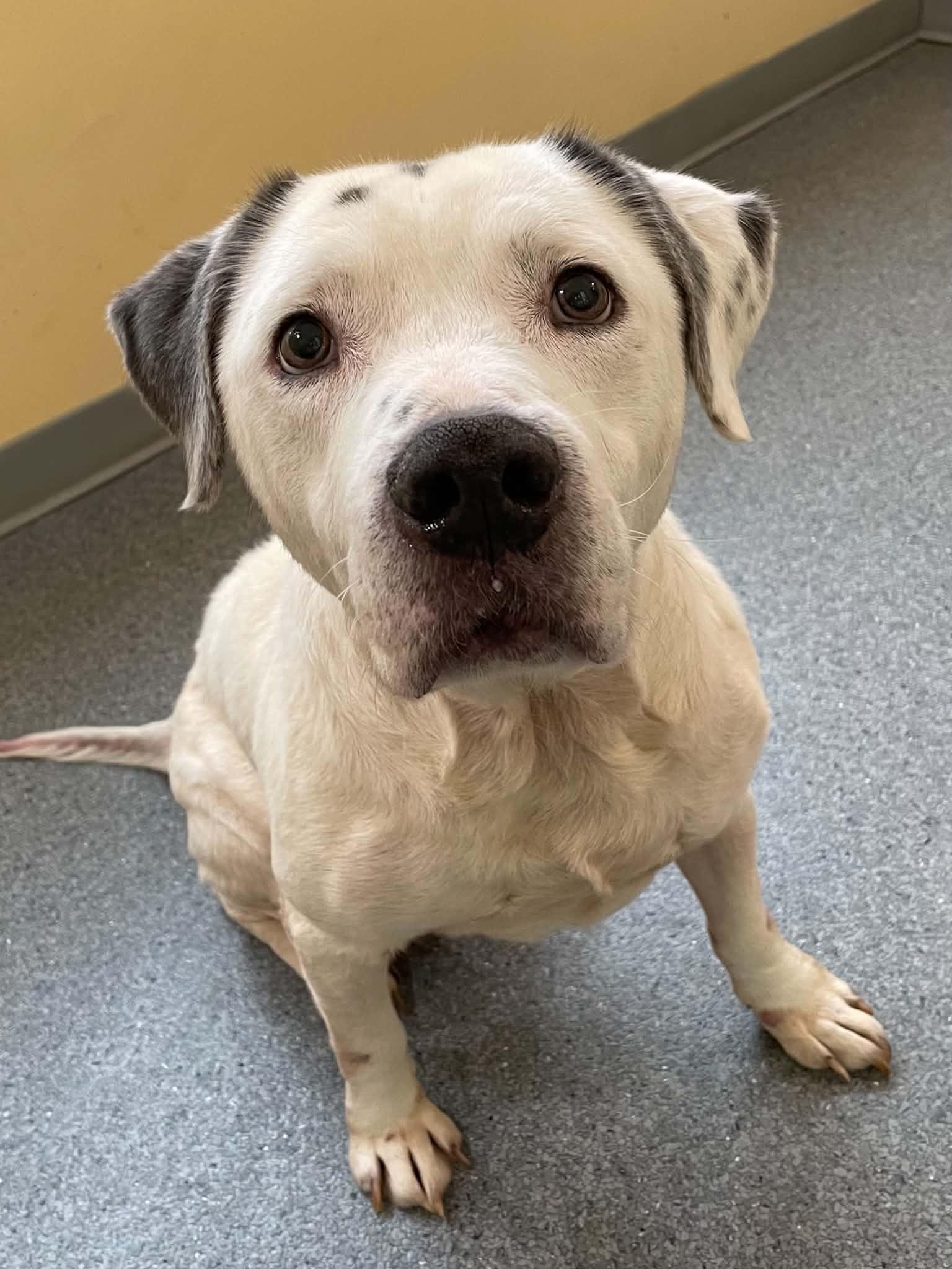 Stihl, Adoptable, Adult Male Pit Bull Terrier.