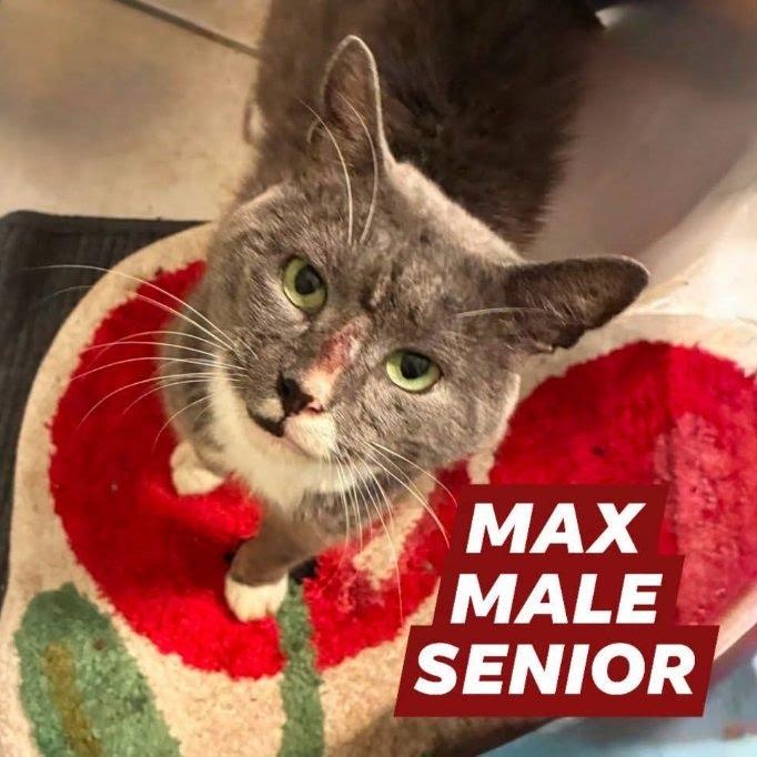 Max, ADOPTABLE, Senior Male Domestic Short Hair.