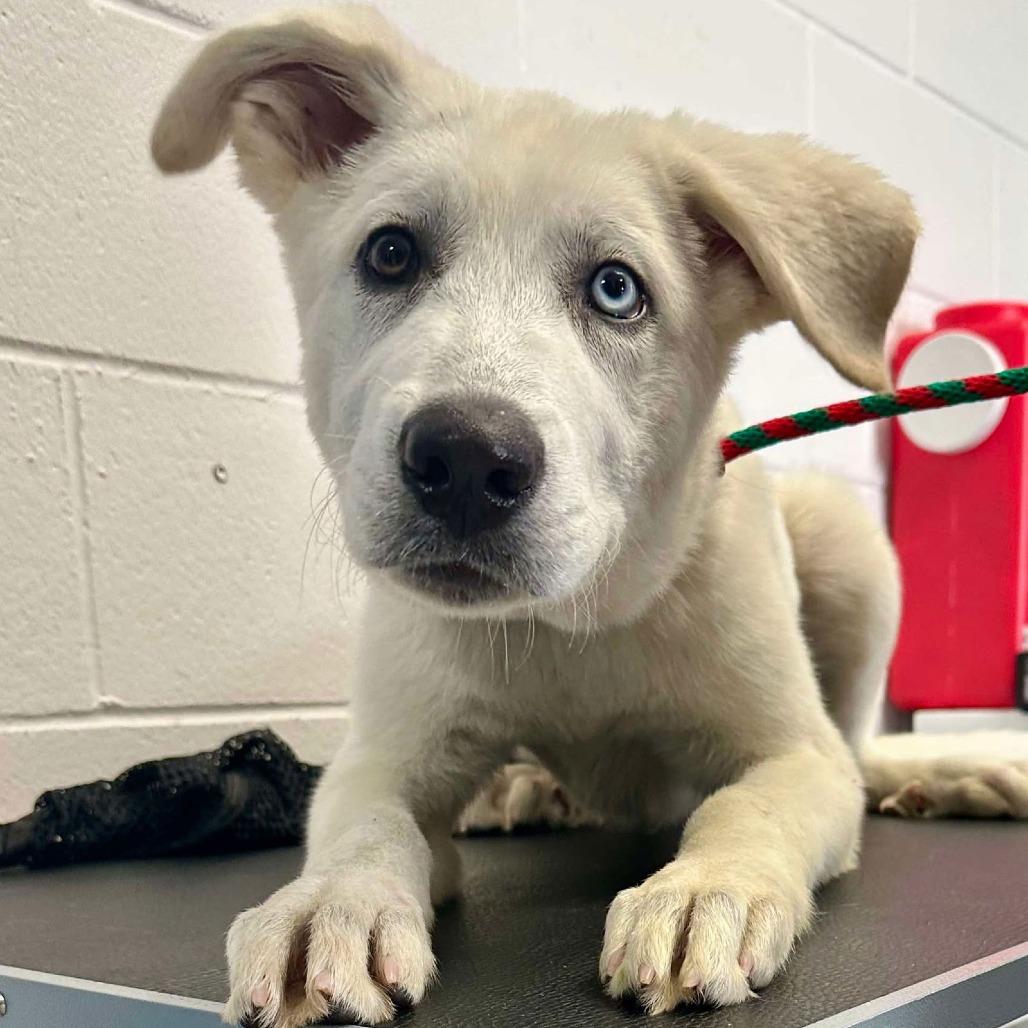 Todd D2604, Adoptable, Young Male Great Pyrenees & Husky.