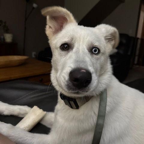 Todd D2604, a Adoptable mixed breed in Princeton, MN image 3/4