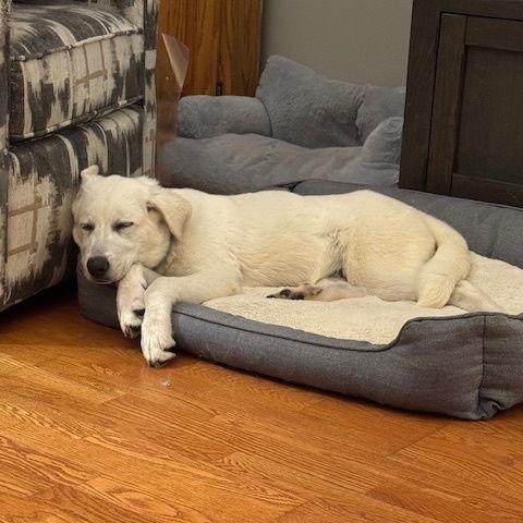 Todd D2604, a Adoptable mixed breed in Princeton, MN image 4/4