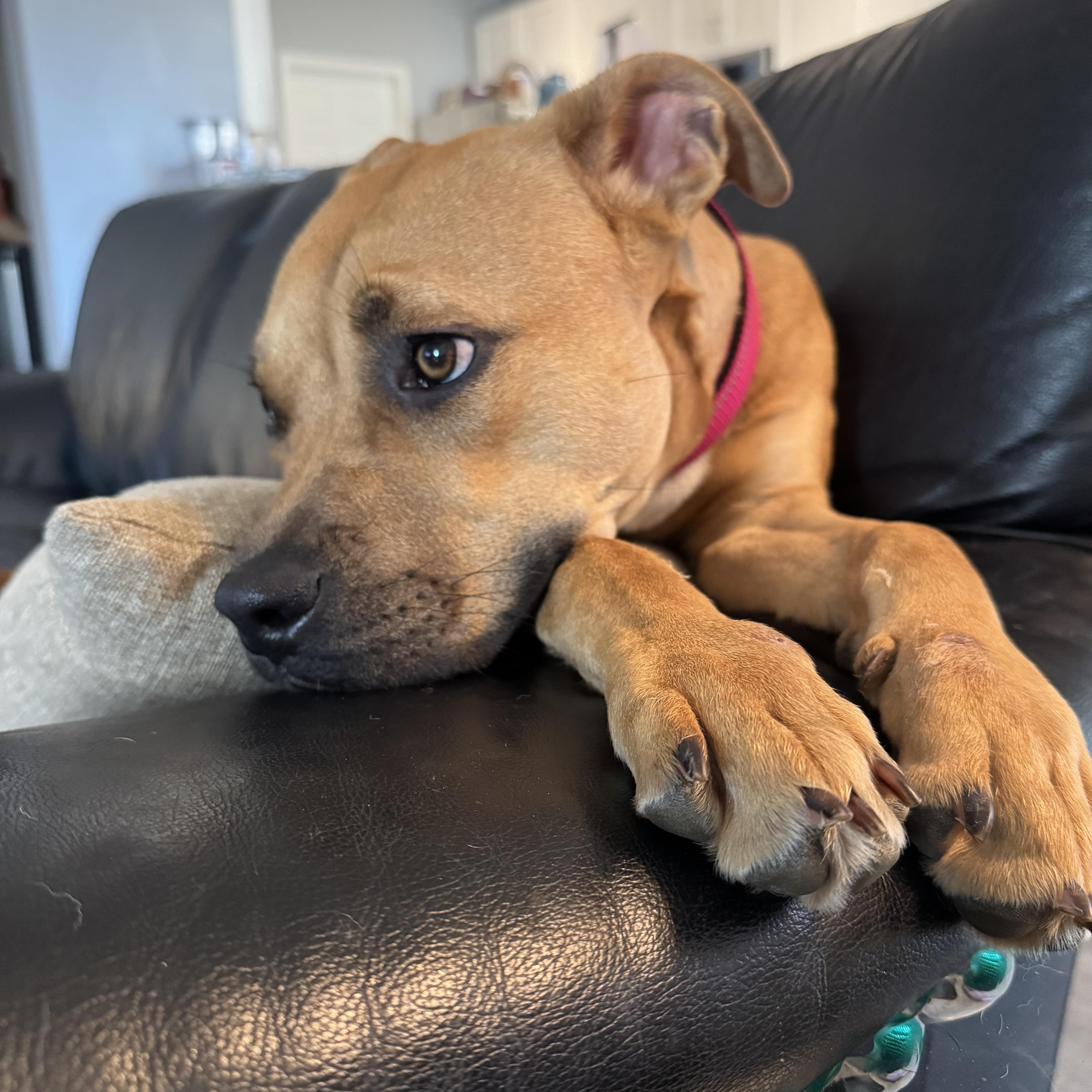 Enlarge Missie - Playful, Smart and Great with kids! , a ADOPTABLE mixed breed in Houston, TX image 3/4
