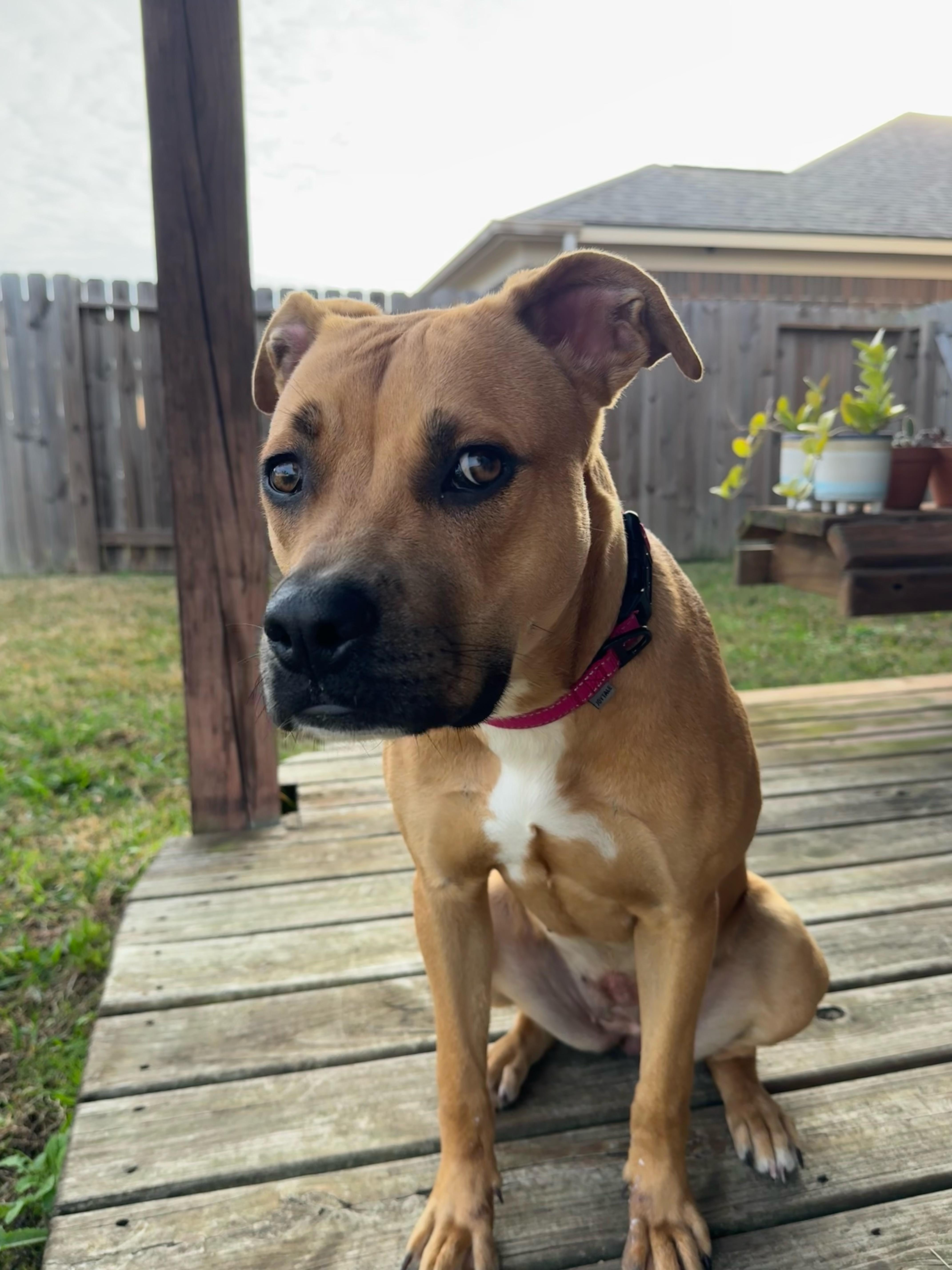 Enlarge Missie - Playful, Smart and Great with kids! , a ADOPTABLE mixed breed in Houston, TX image 4/4