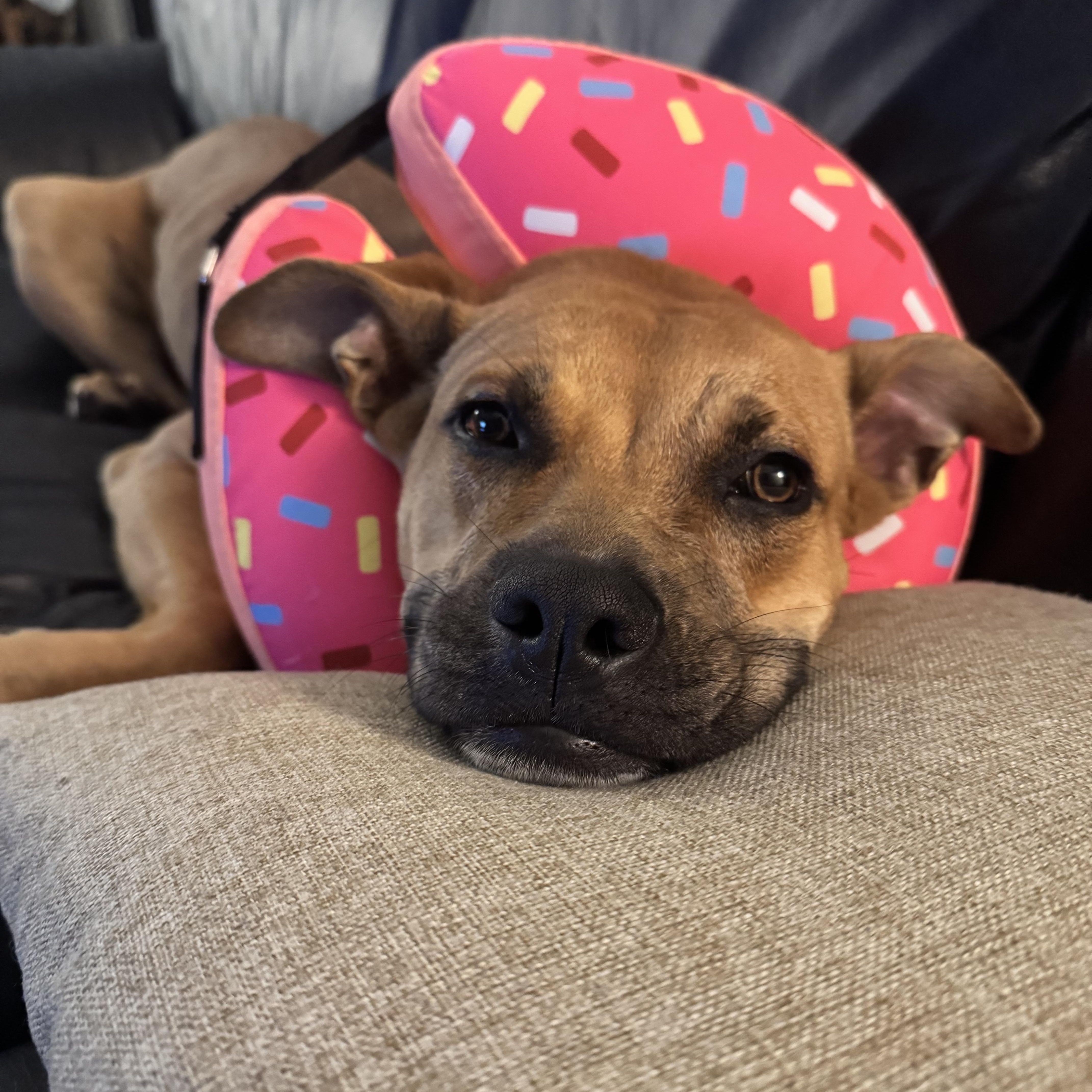 Enlarge Missie - Playful, Smart and Great with kids! , a ADOPTABLE mixed breed in Houston, TX image 2/4