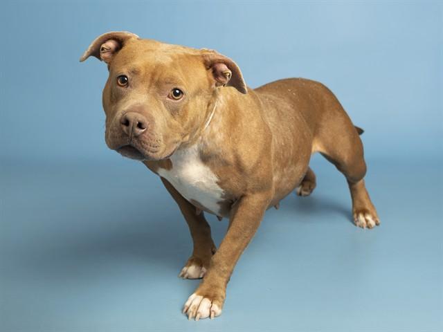 MADONNA, Adoptable, Adult Female Pit Bull Terrier.