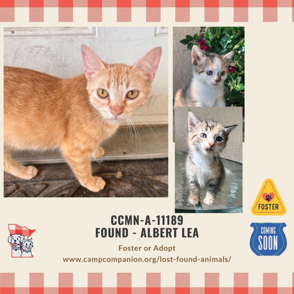 Linda, Adoptable, Adult Female Domestic Short Hair.