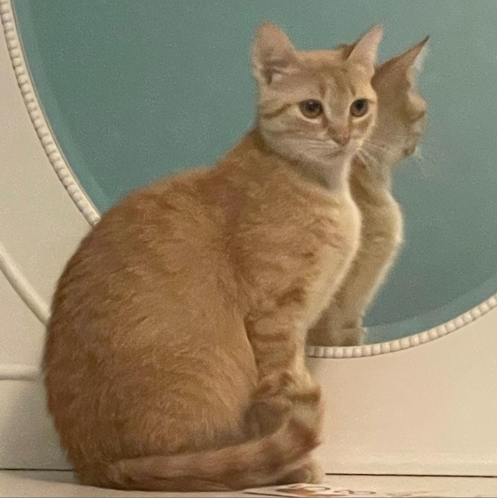 Linda, a Adoptable Domestic Short Hair in Rochester, MN image 2/2