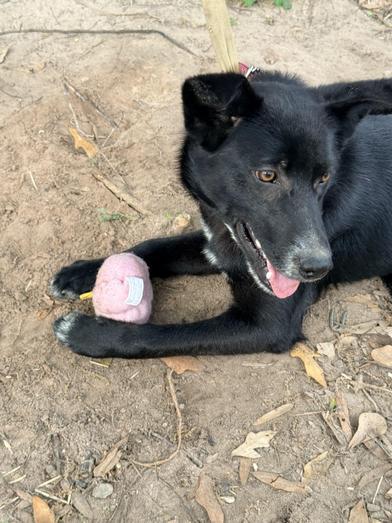 Angel — thumbnail 6