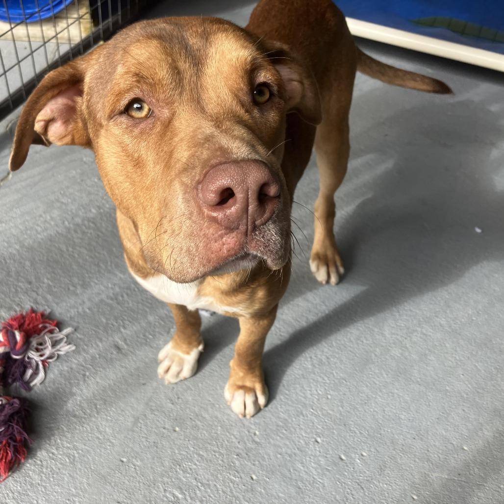 Enlarge Donkey, a Adoptable American Staffordshire Terrier in Blairsville, GA image 1/6