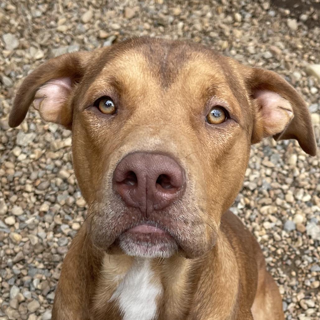 Enlarge Donkey, a Adoptable American Staffordshire Terrier in Blairsville, GA image 2/6