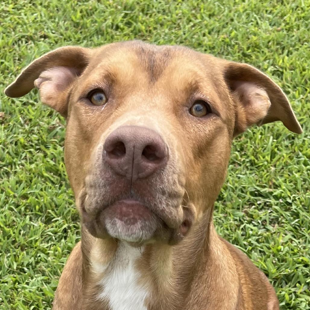 Enlarge Donkey, a Adoptable American Staffordshire Terrier in Blairsville, GA image 3/6