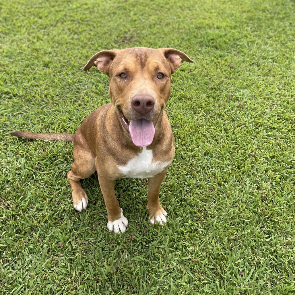 Enlarge Donkey, a Adoptable American Staffordshire Terrier in Blairsville, GA image 4/6