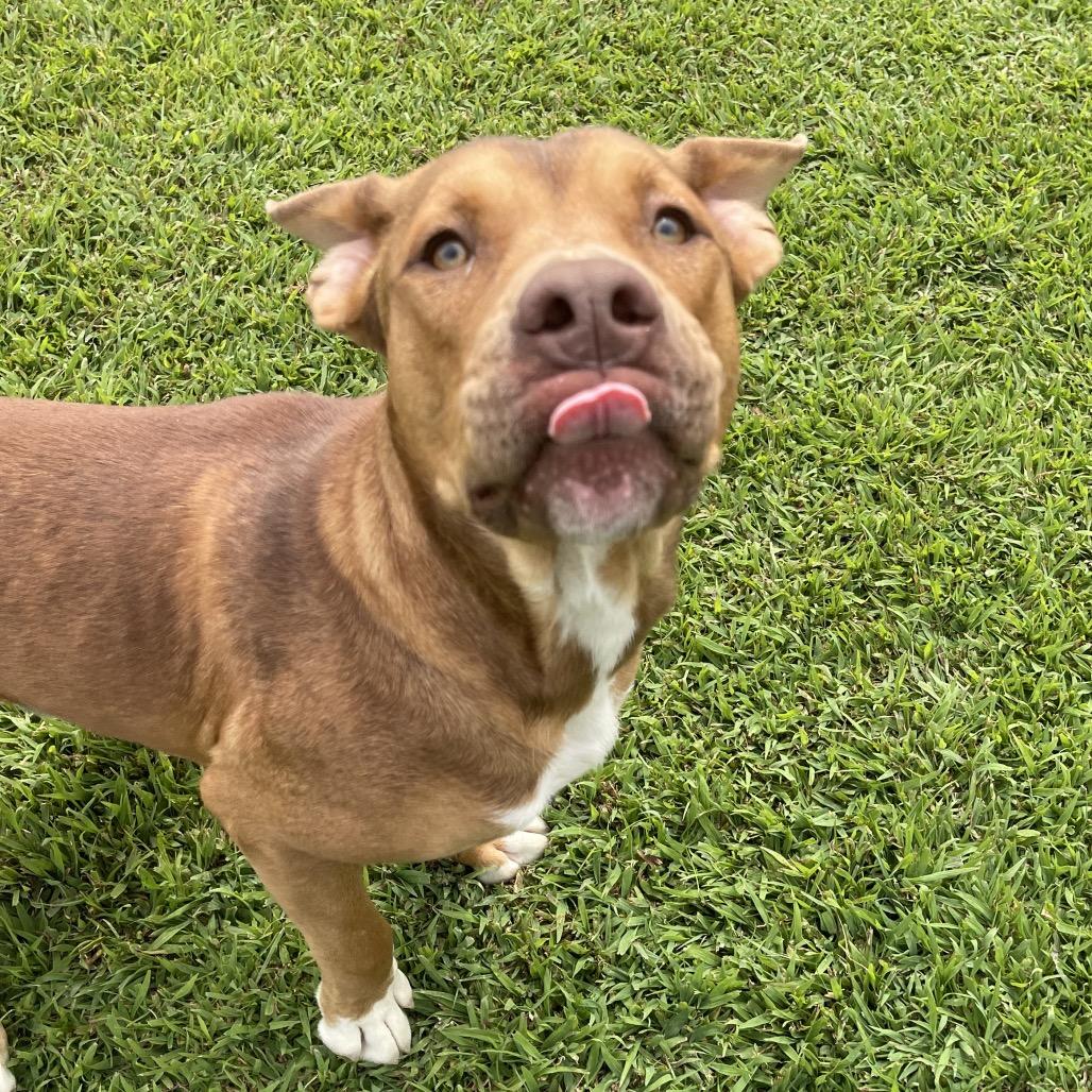 Enlarge Donkey, a Adoptable American Staffordshire Terrier in Blairsville, GA image 5/6