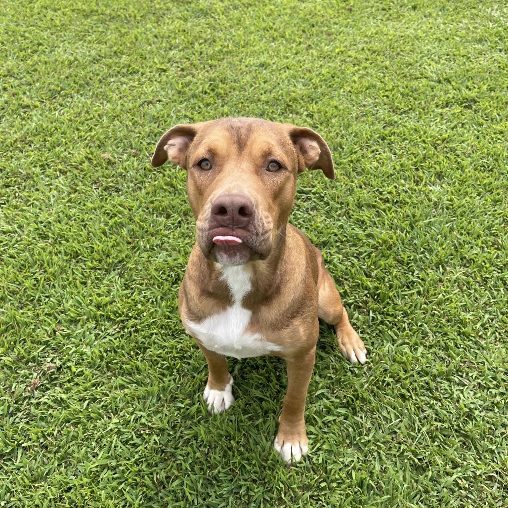 Enlarge Donkey, a Adoptable American Staffordshire Terrier in Blairsville, GA image 6/6
