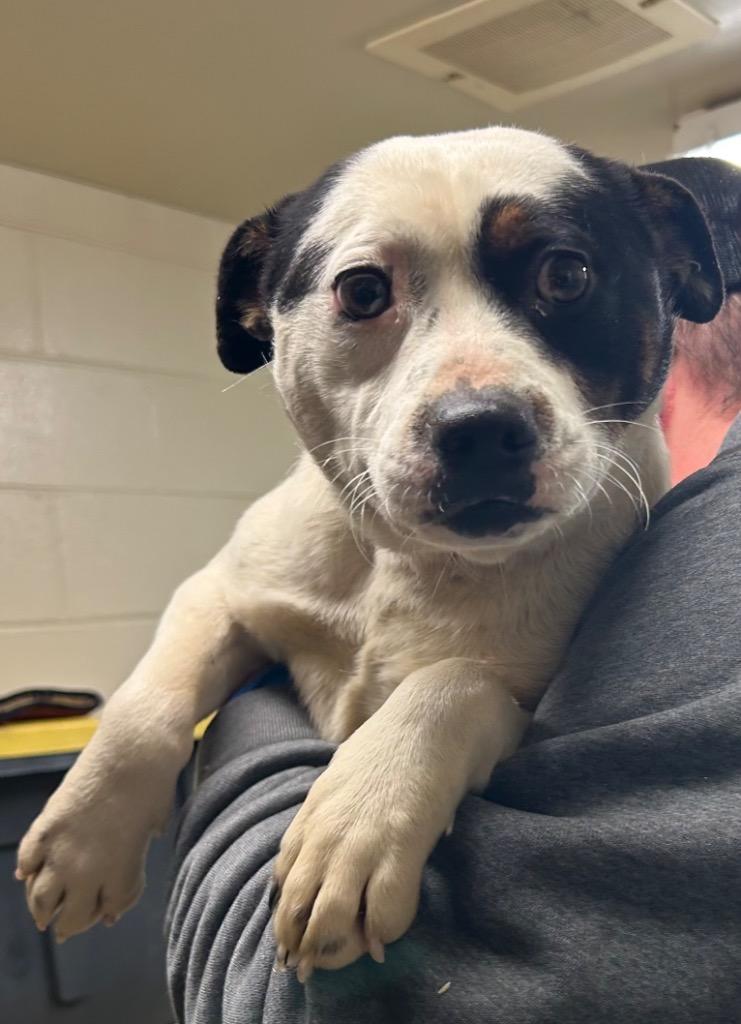 Enlarge Bethany, a Adoptable Terrier in Mineral, VA image 1/1