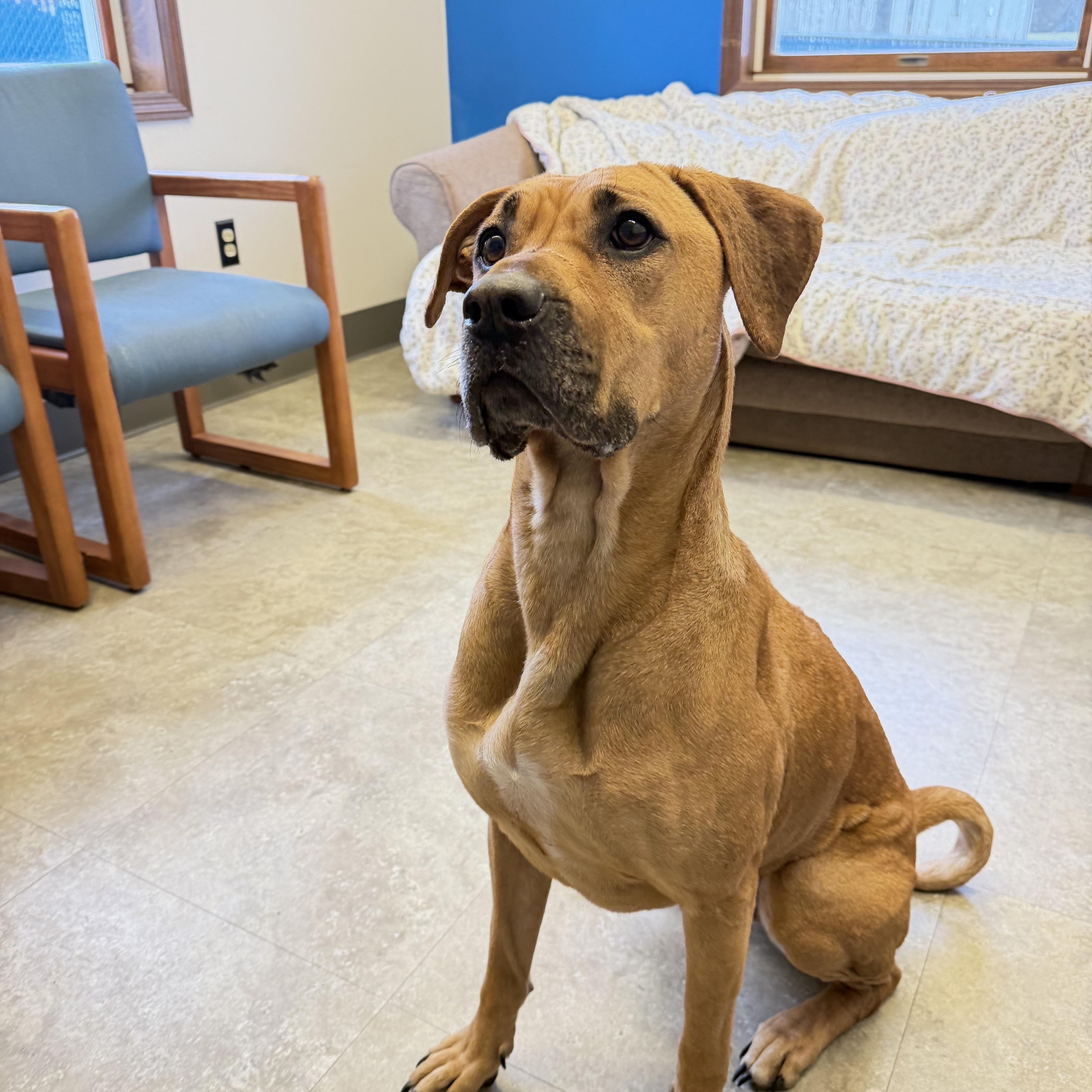 Enlarge Josie, a Adoptable mixed breed in Millersburg, OH image 3/3