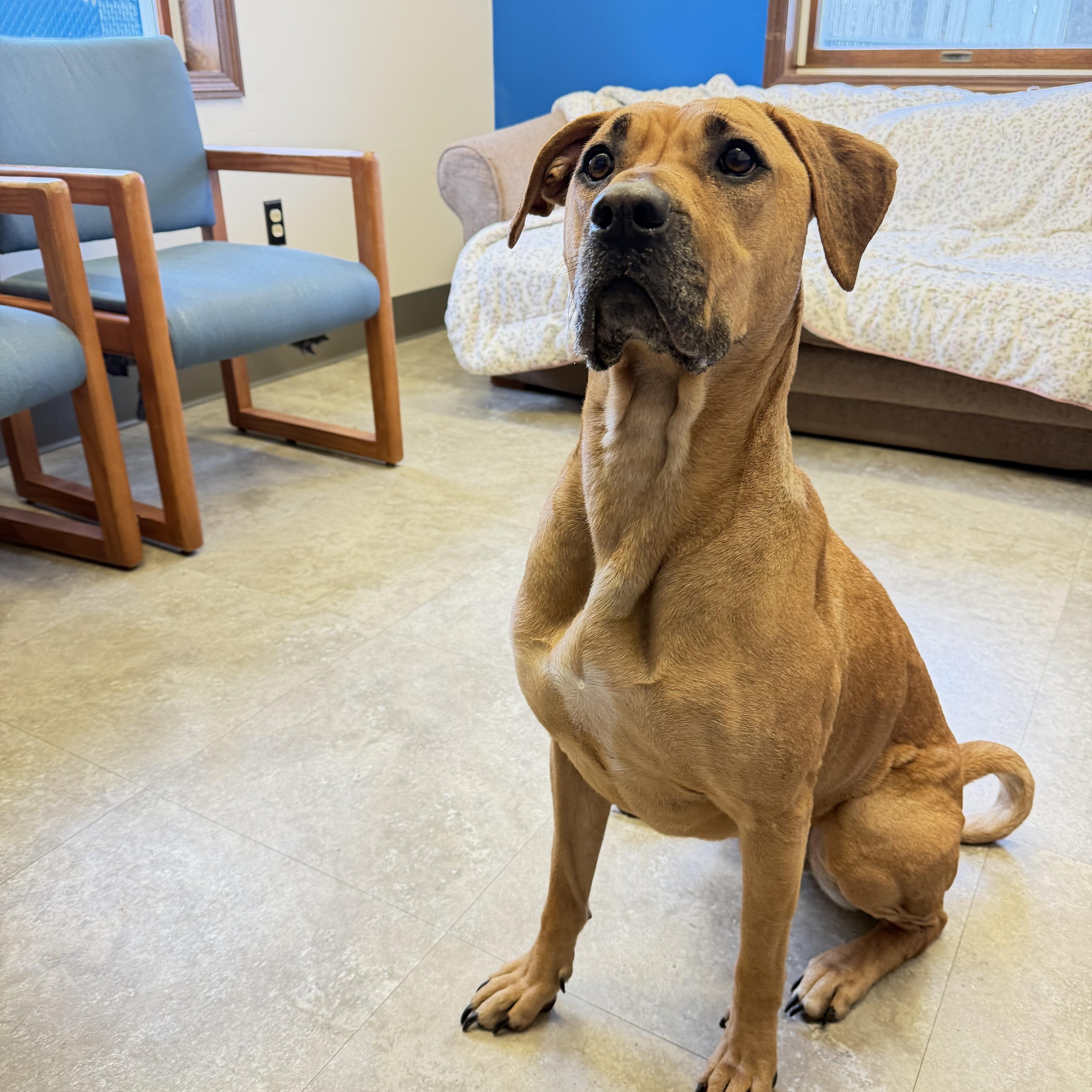 Enlarge Josie, a Adoptable mixed breed in Millersburg, OH image 2/3