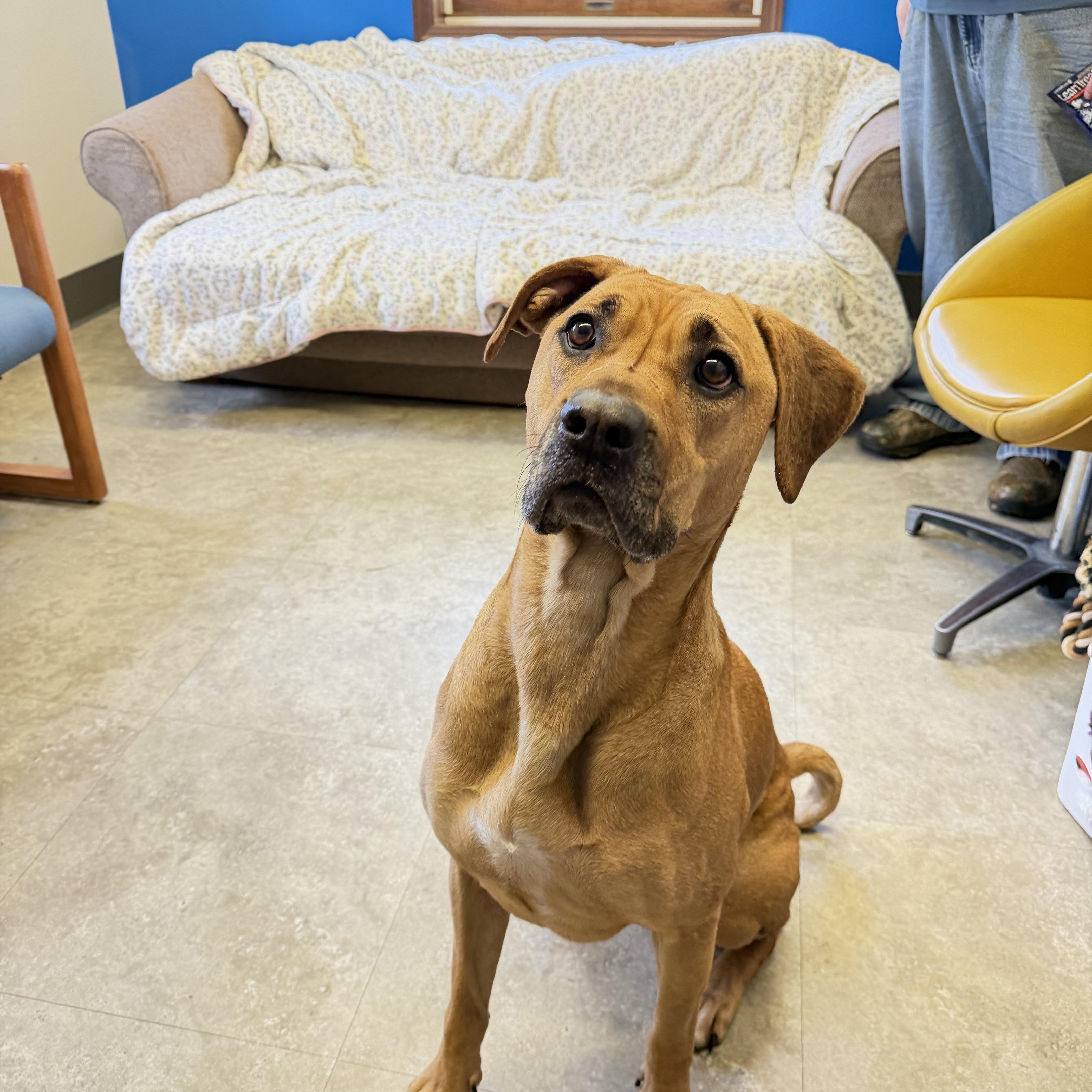 Enlarge Josie, a Adoptable mixed breed in Millersburg, OH image 1/3