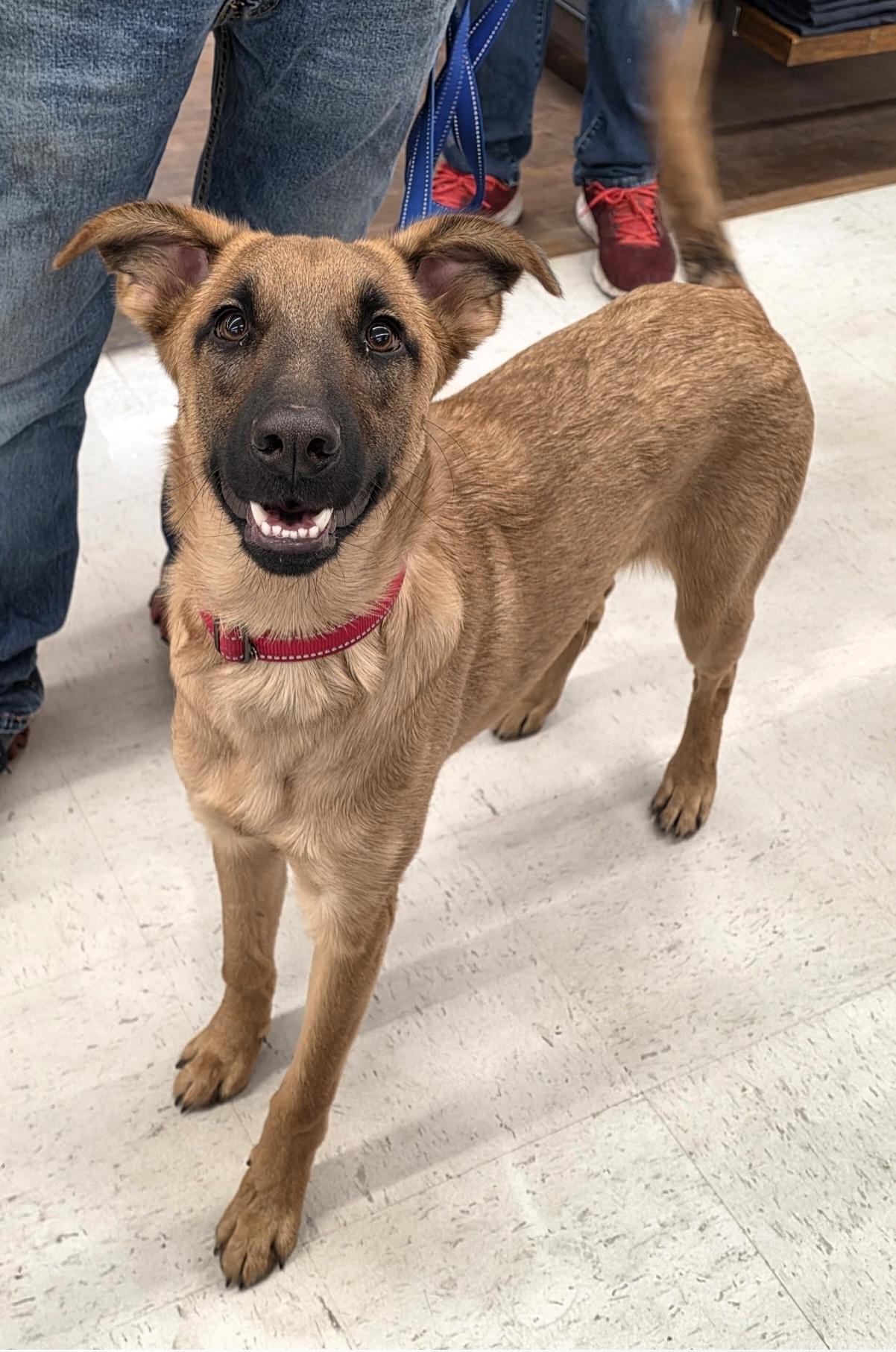 Nana, Adoptable, Puppy Female German Shepherd Dog.