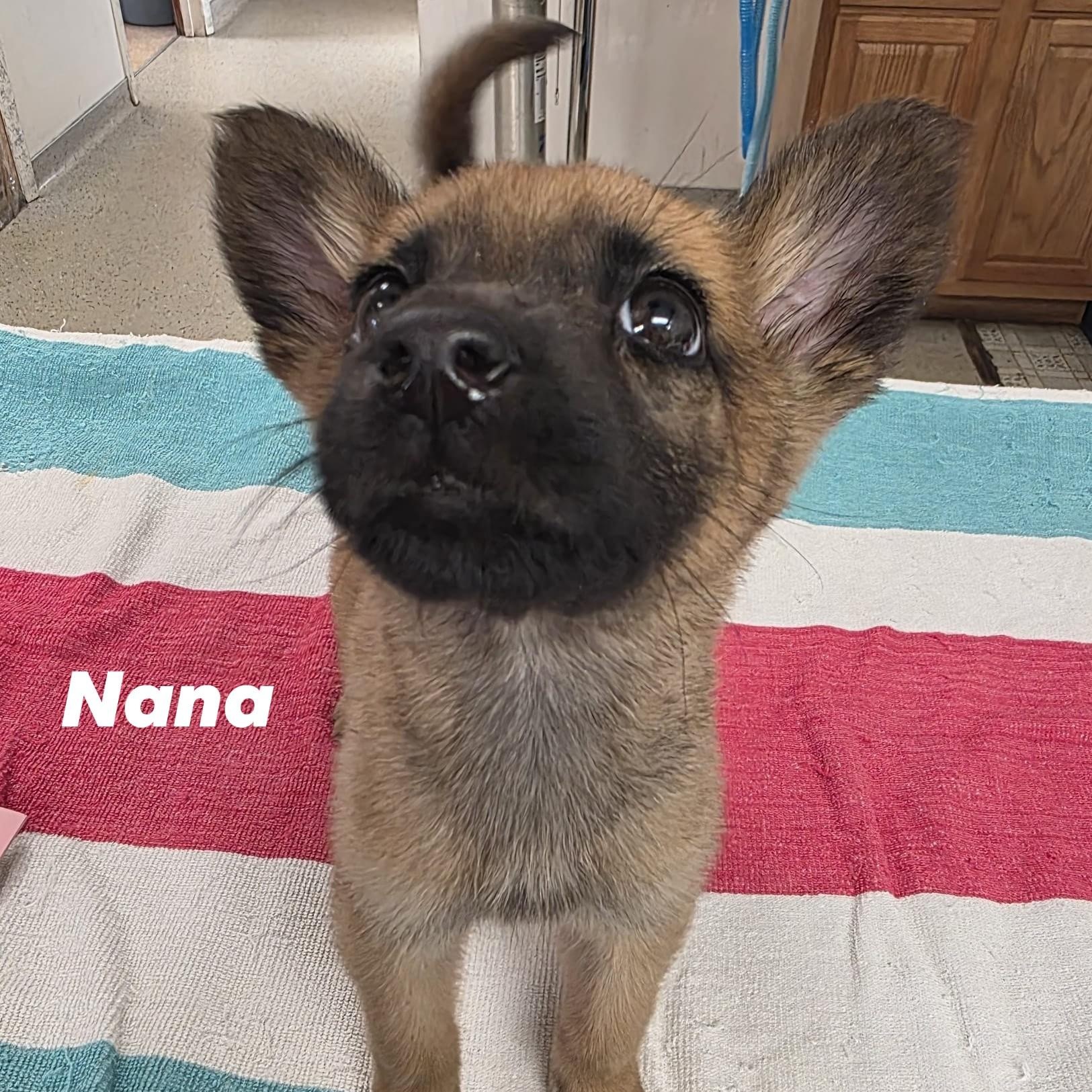 Nana, a Adoptable mixed breed in Lacona, NY image 6/6
