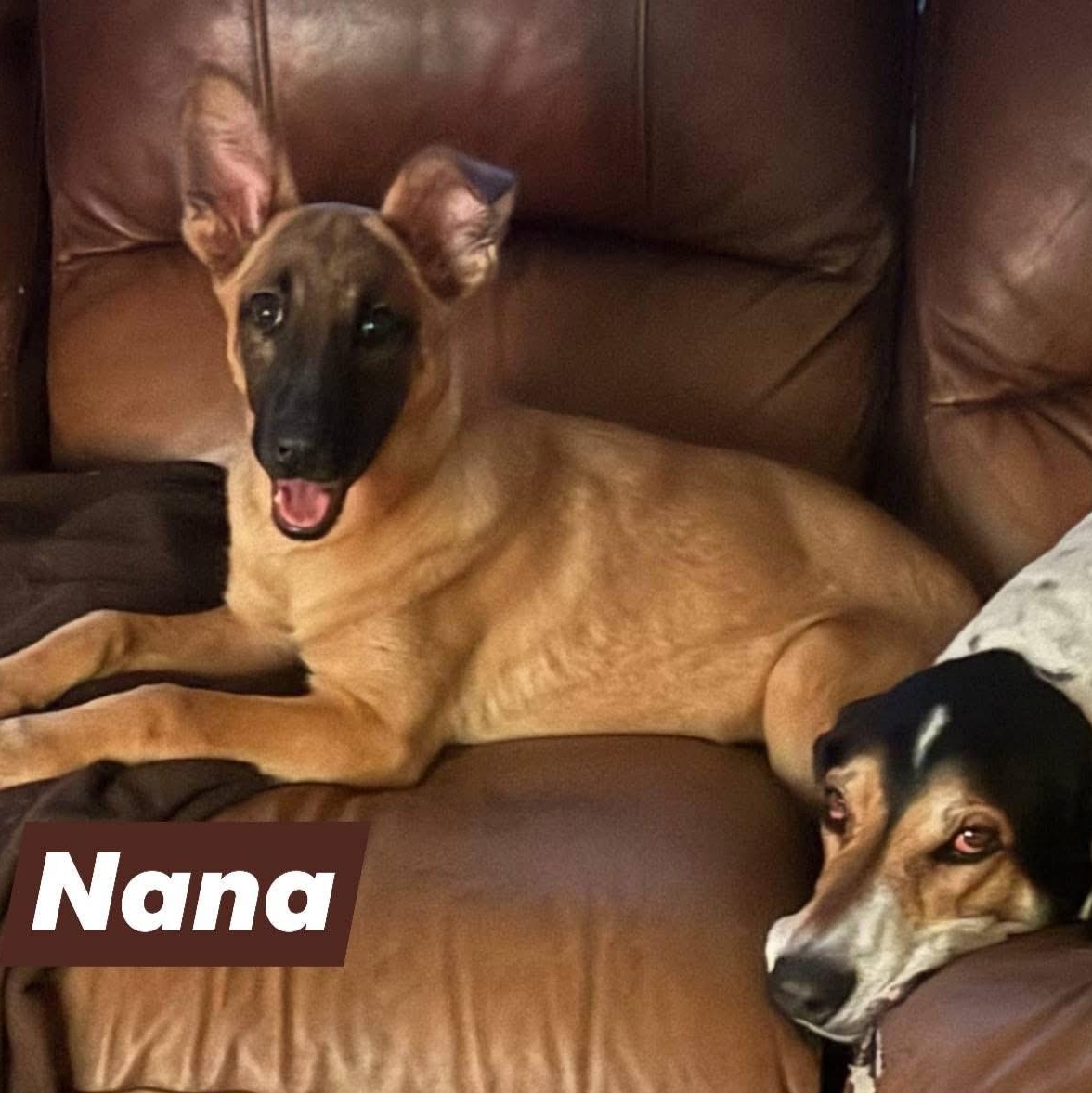 Nana, an adoptable German Shepherd Dog in Lacona, NY, 13083 | Photo Image 1