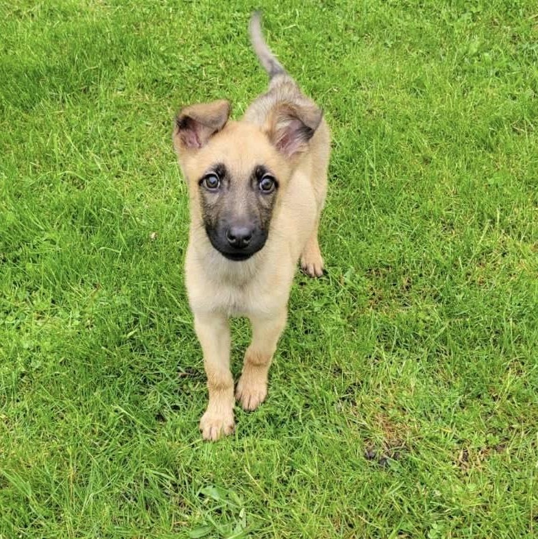 Nana, a Adoptable mixed breed in Lacona, NY image 2/6