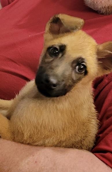 Nana, a Adoptable mixed breed in Lacona, NY image 3/6