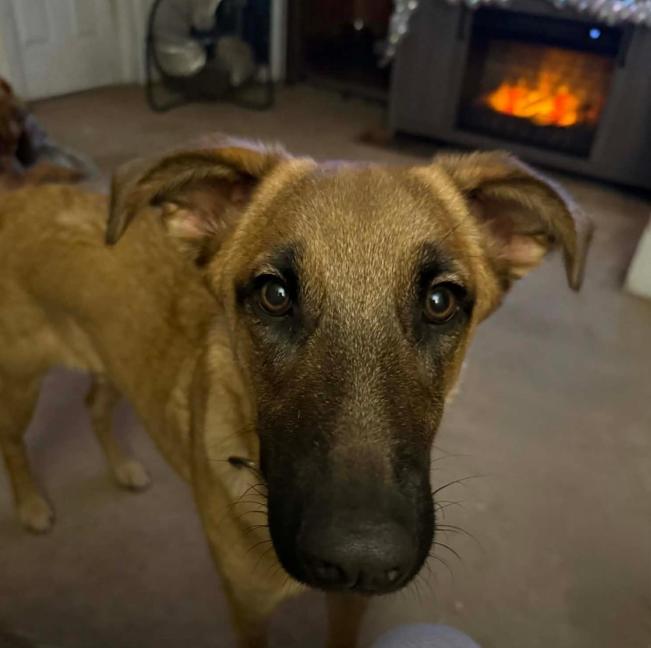 Enlarge Nana, a Adoptable mixed breed in Lacona, NY image 2/6