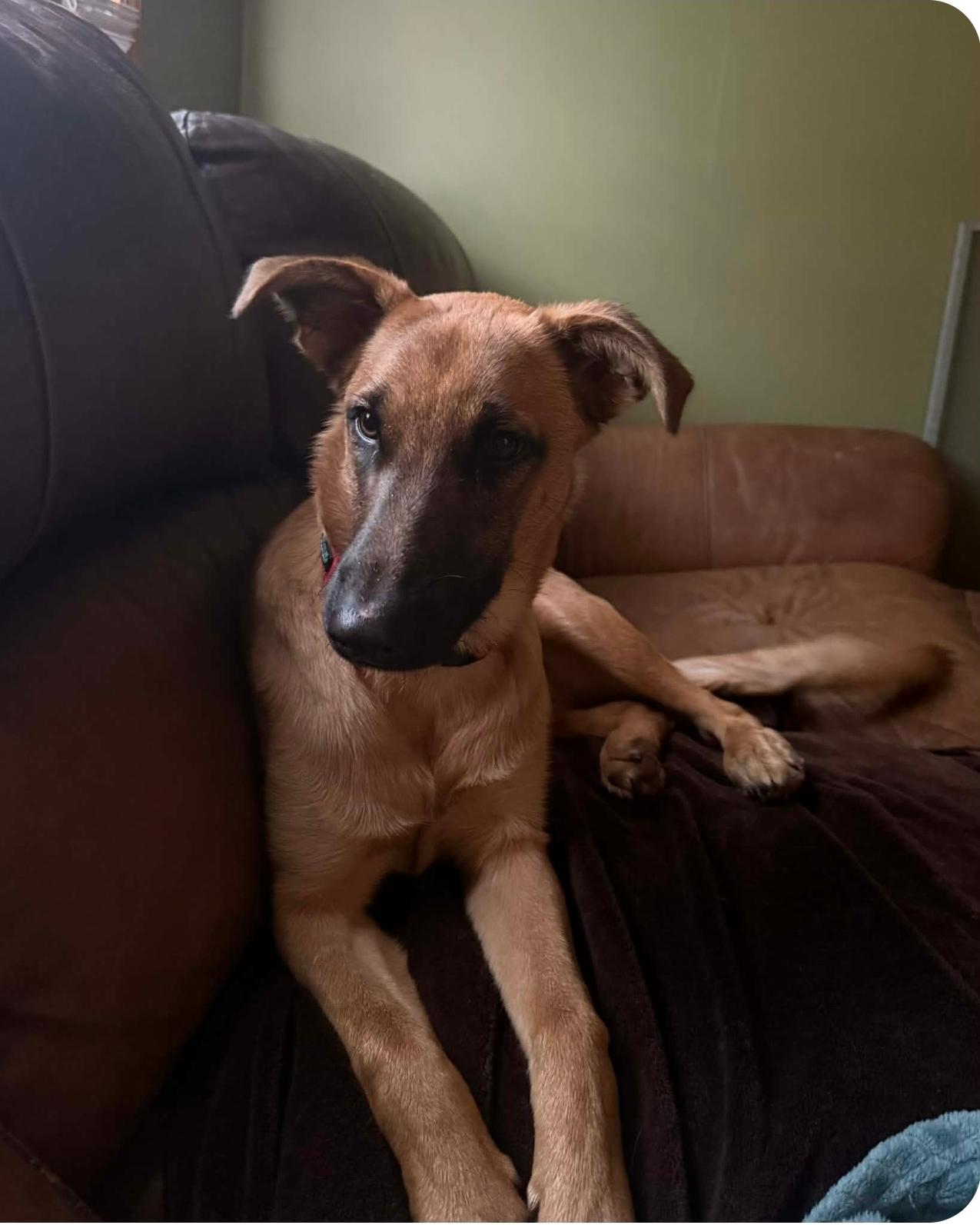 Enlarge Nana, a Adoptable mixed breed in Lacona, NY image 3/6