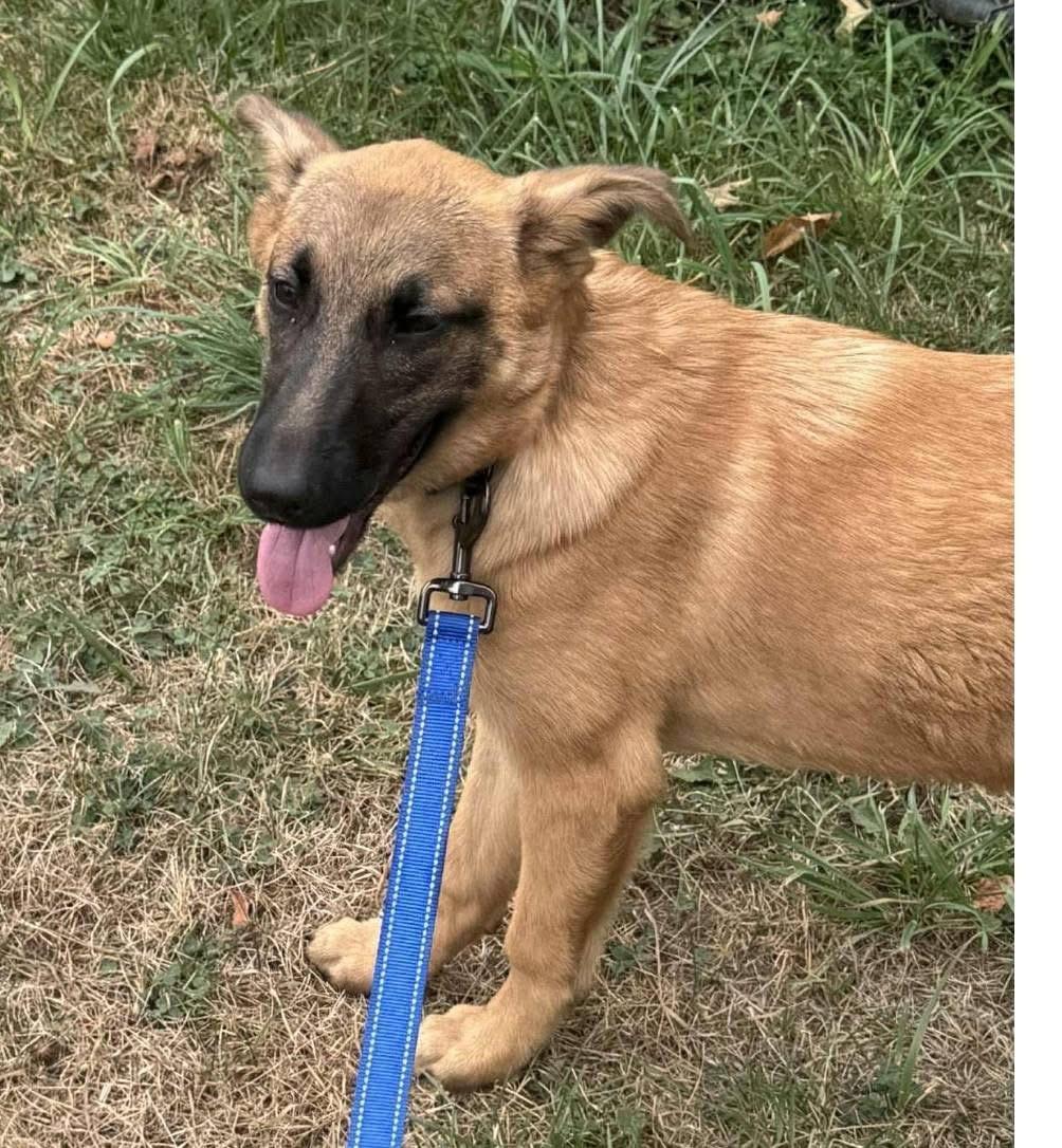 Nana, an adoptable German Shepherd Dog in Lacona, NY, 13083 | Photo Image 4