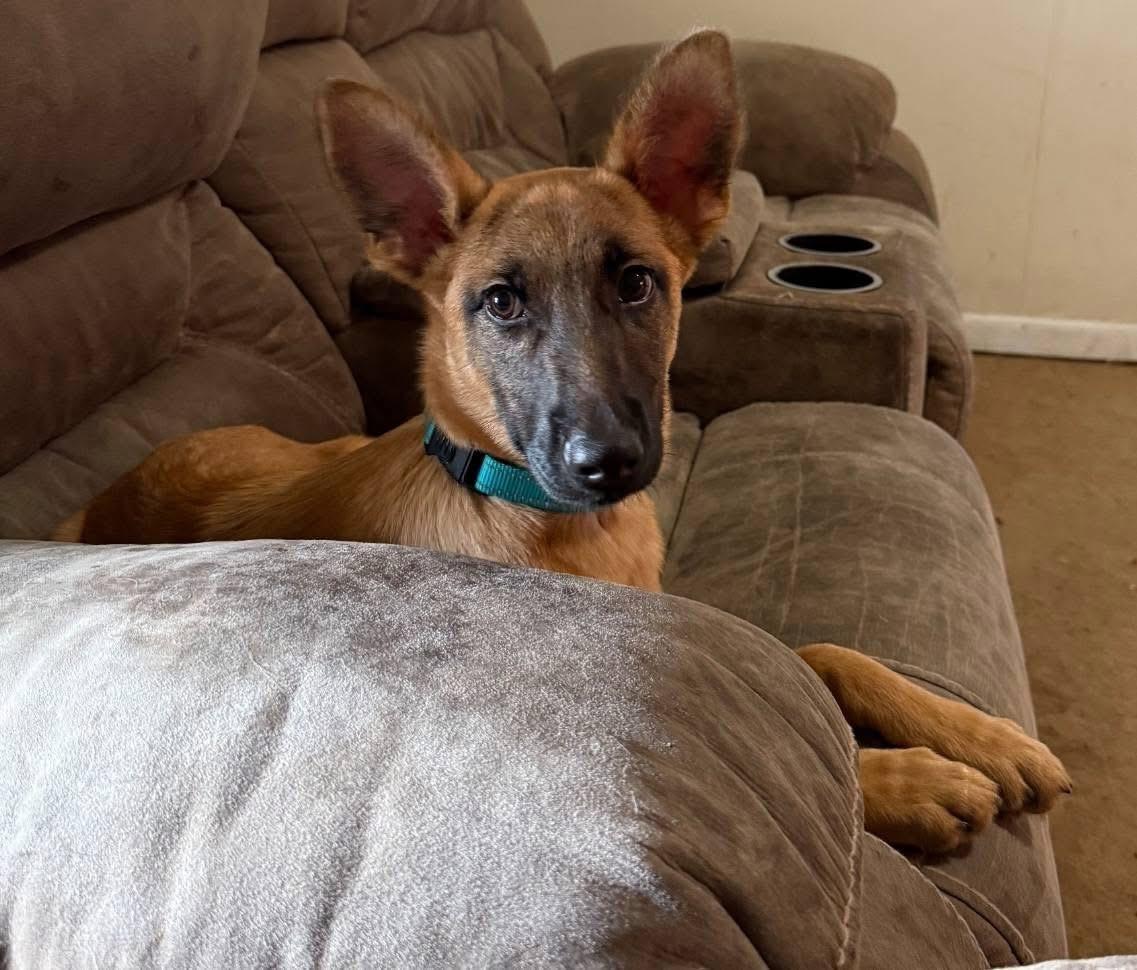 Nana, a Adoptable mixed breed in Lacona, NY image 5/6