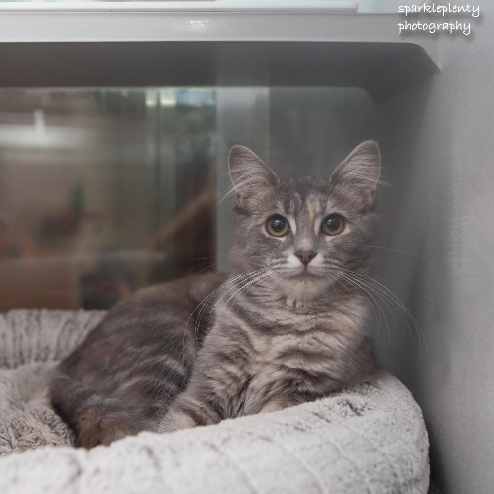 Enlarge Louise, a Adoptable Domestic Medium Hair in Ridgefield, CT image 2/3