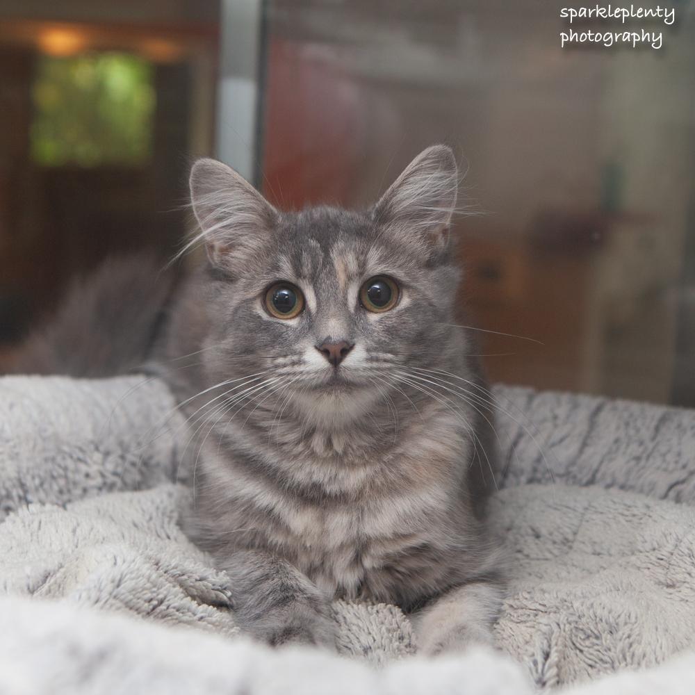 Enlarge Louise, a Adoptable Domestic Medium Hair in Ridgefield, CT image 1/3