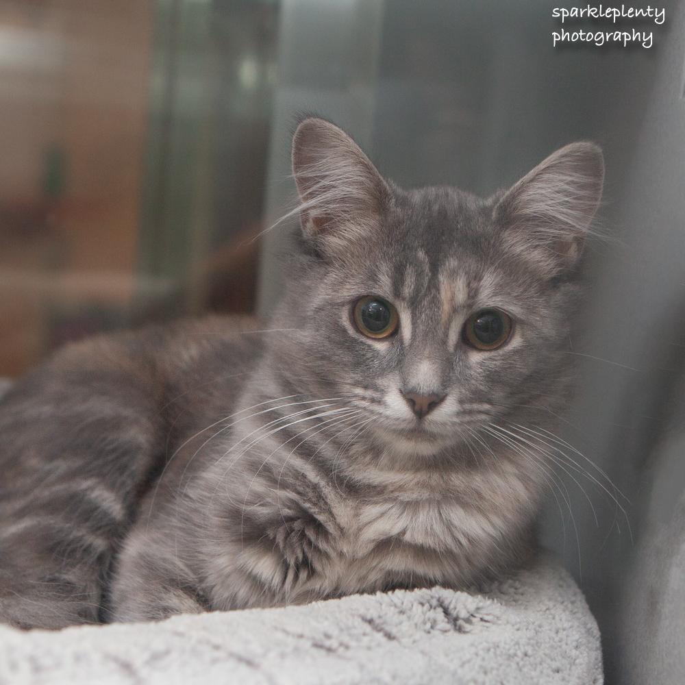 Enlarge Louise, a Adoptable Domestic Medium Hair in Ridgefield, CT image 3/3
