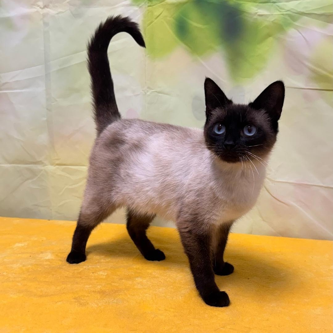 Jasmine, adopted, Young Female Siamese.