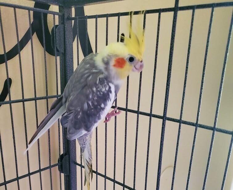 Cockatiel 5(Curly), Adoptable, Adult Male Cockatiel.