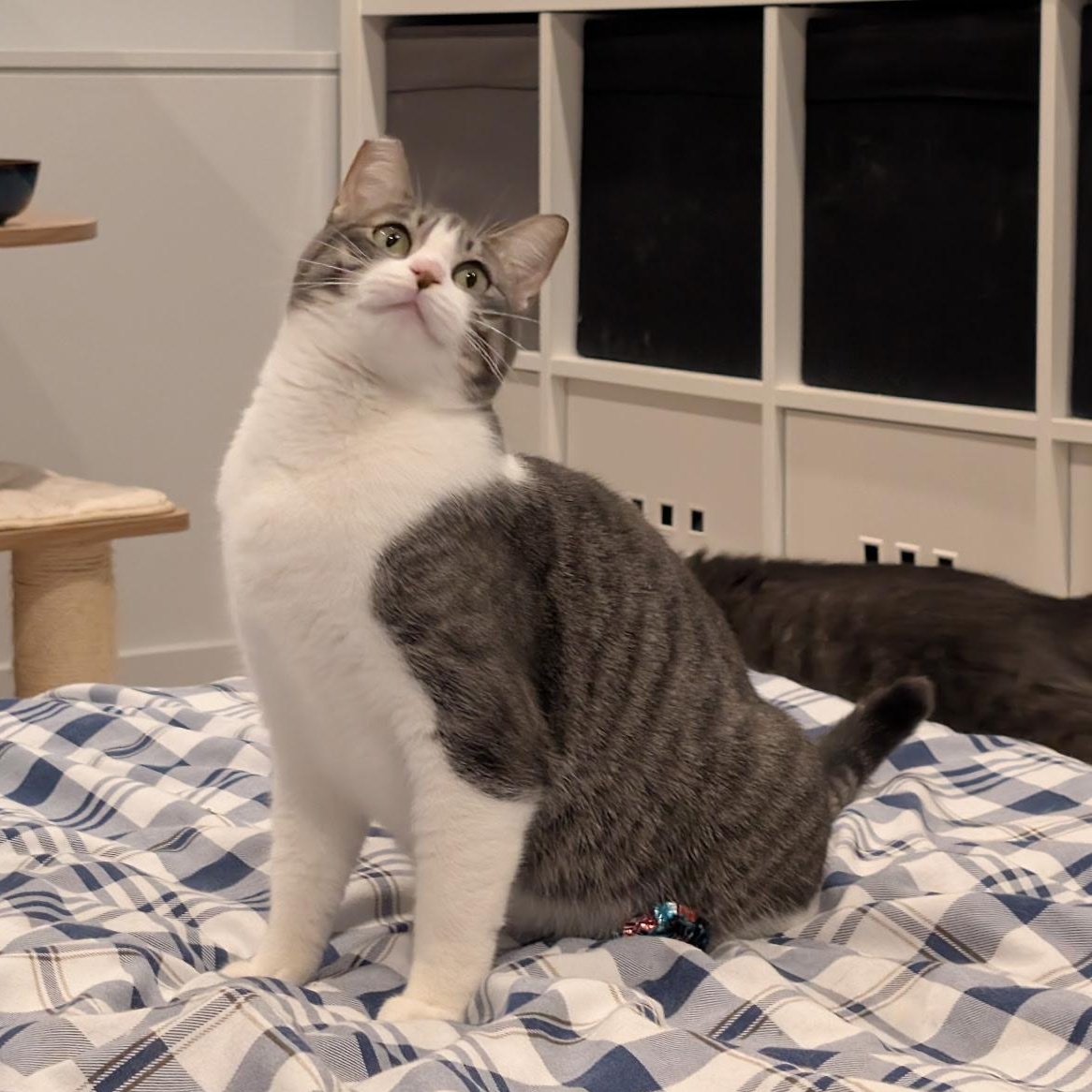 Ivy (Bonded to Marley), a ADOPTABLE Domestic Short Hair in Renton , WA image 1/2