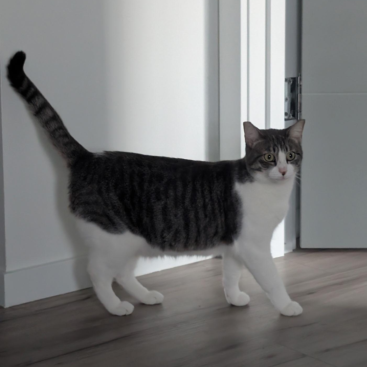 Ivy (Bonded to Marley), a ADOPTABLE Domestic Short Hair in Renton , WA image 2/2