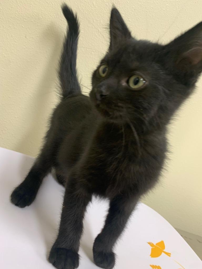 Pee-Wee, Adopted, Young Male Domestic Short Hair.