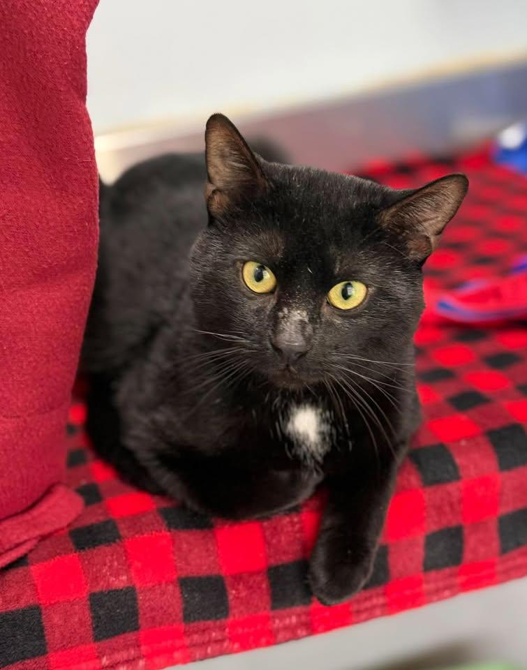 Mushu, Adoptable, Adult Male Domestic Short Hair.