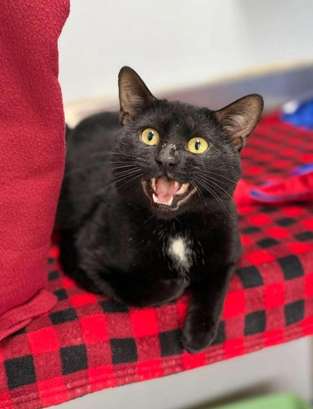 Enlarge Mushu, a Adoptable mixed breed in Keswick, ON image 2/2