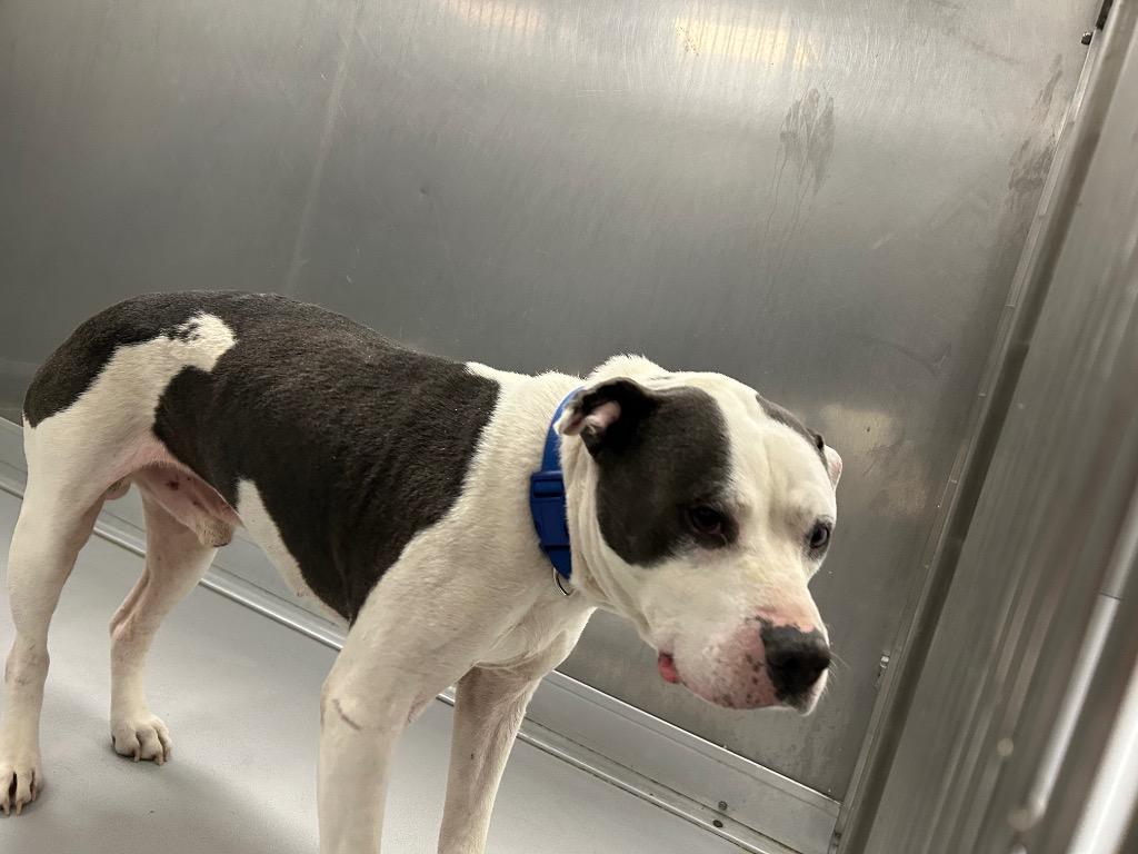 Boss, Adoptable, Young Male Mixed Breed.