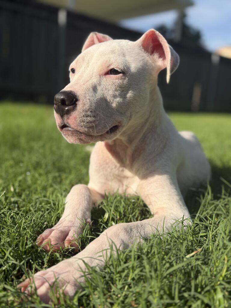 Bingo, Adoptable, Puppy Male American Bulldog.
