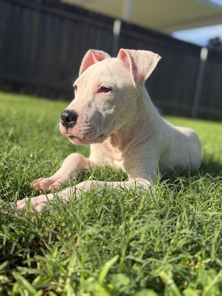 Enlarge Bingo, a Adoptable American Bulldog in New Orleans, LA image 2/2