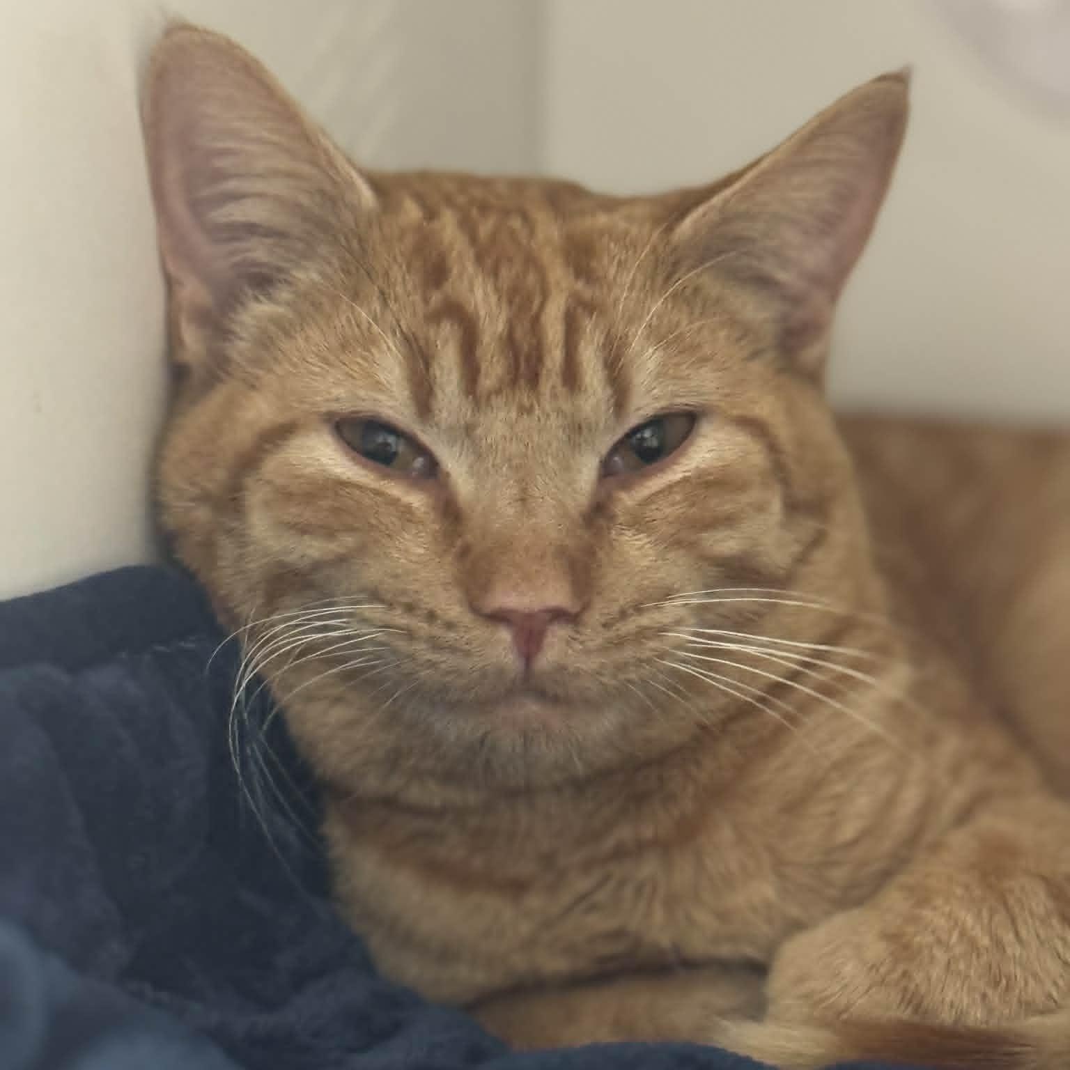 Billy, a ADOPTABLE American Shorthair in Danbury, CT image 1/2